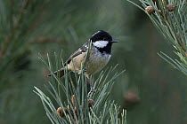 Coal tit (Periparus ater ater) perched in tree, Pyrenees, Spain. August.