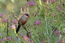 Common waxbill (Estrilda astrild) perched on branch with pink flowers, Barcelona, Spain. August.