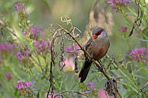Common waxbill (Estrilda astrild) perched on branch with pink flowers, Barcelona, Spain. August.
