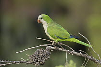 Monk parakeet (Myiopsitta monachus) perched on branch, Park Guell, Barcelona, Spain. August.