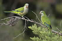Two Monk parakeets (Myiopsitta monachus) perched on branch, Park Guell, Barcelona, Spain. August.