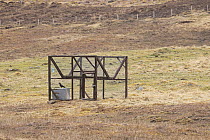 Carrion crow (Corvus corone) caught inside a Larson trap on moorland, Scottish Highlands, Scotland, UK. April.