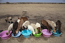 Sheep drinking water from buckets at water post in dry landscape, Masai Mara, Kenya.