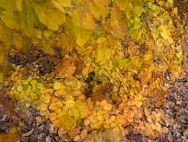Beech (Fagus sylvatica) foilage in autumn, Viken, Norway. November.