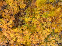 Beech (Fagus sylvatica) foilage in autumn, Viken, Norway. November.