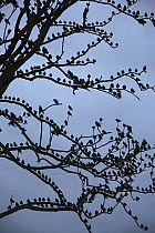 Starling (Sturnus vulgaris) flock roosting in tree at dusk, Tonder, Denmark. October.