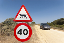 Iberian lynx road sign along dirt track with car in background, Donana National Park, Andalucia, Spain. June. Endangered.