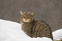 European wildcat (Felis silvestris) resting in the snow, central Spain. January.