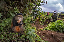 African golden monkey (Cercopithecus mitis kandti) feeding on a potato that it has just stolen from a small farm. A park ranger (at right) stands watching, having just chased away several monkeys from...