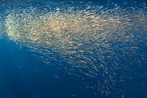 Northern krill (Meganyctiphanes norvegica) shoal, the stomach is coloured red from carotenoids, an indication that this euphausid feeds on copepods, Sesimbra, Portugal, Atlantic Ocean.