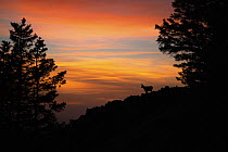 Alpine chamois (Rupicapra rupicapra) standing on mountainside silhouetted at sunset, Alps, Switzerland. February. Image not available for prints.