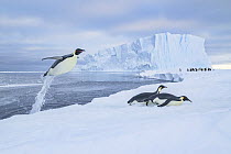 Emperor penguins (Aptenodytes forsteri) jumping out of the water onto sea ice with a tunnel of water trailing from its tail. This indicates that this bird has just released bubbles of air which were t...