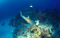 Nurse shark feeding on bait fish (Ginglymostoma cirratum) BAHAMAS