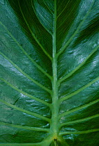 Close up of Water philodron leaf {Araceae} Amazonia Ecuador