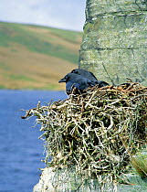 Common raven fledgelings in cliff nest {Corvus corax} Wales, UK