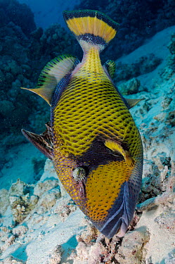 titan triggerfish guarding nest