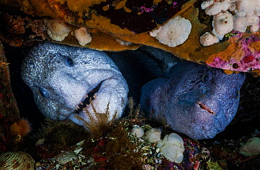 Wolf Eel in rocky den