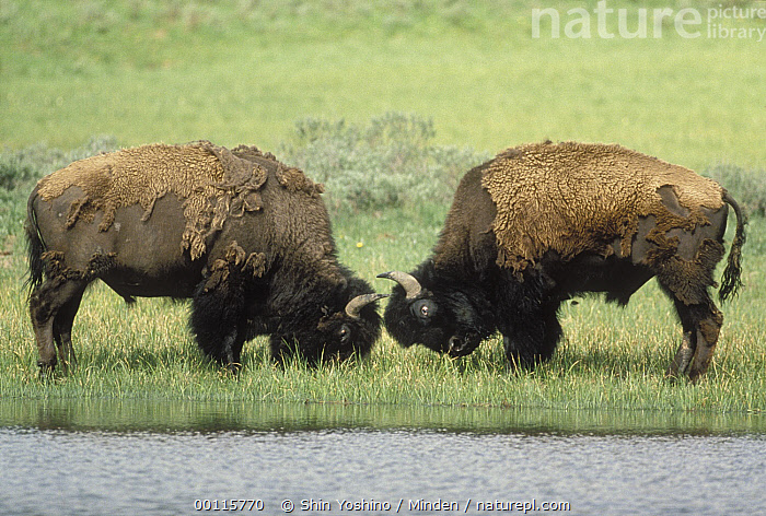 Stock photo of American Bison (Bison bison) two males fighting
