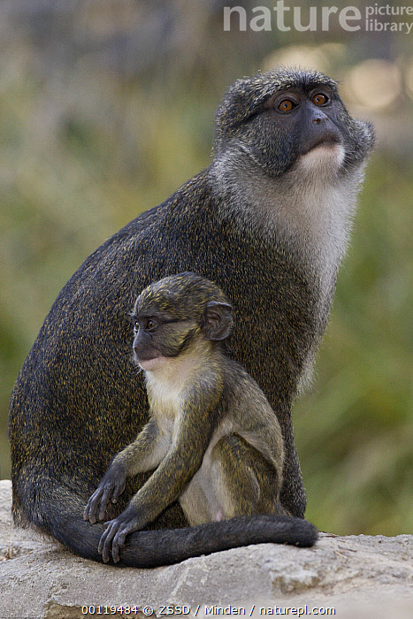 Allen's Swamp Monkeys - Detroit Zoo