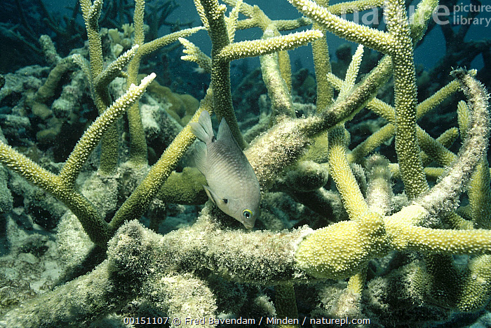 Multimedia Gallery - Endangered staghorn coral (Acropora cervicornis)