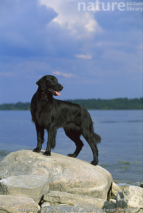 Female flat hotsell coated retriever