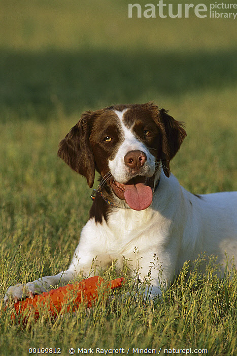 Trained brittany spaniel for hot sale sale