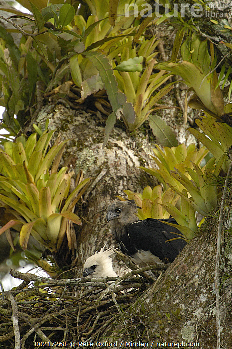 Harpy Eagle stock photo - Minden Pictures