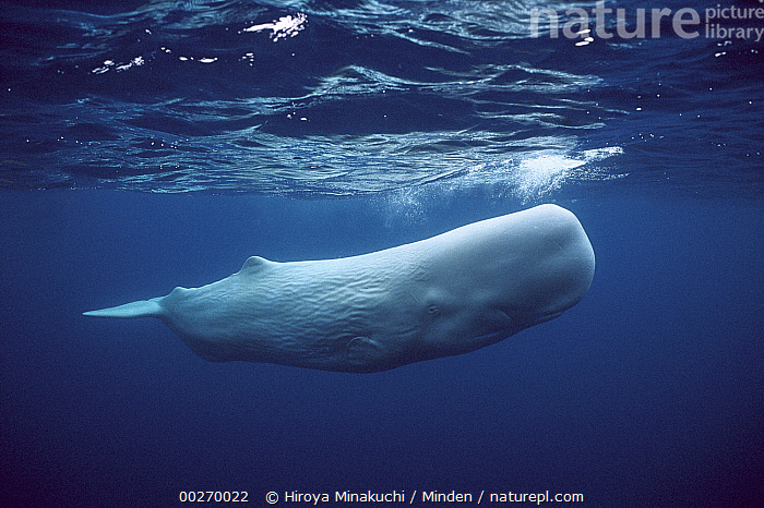 albino-sperm-whales-big-stuffed-white-sperm-whale-handmade-albino
