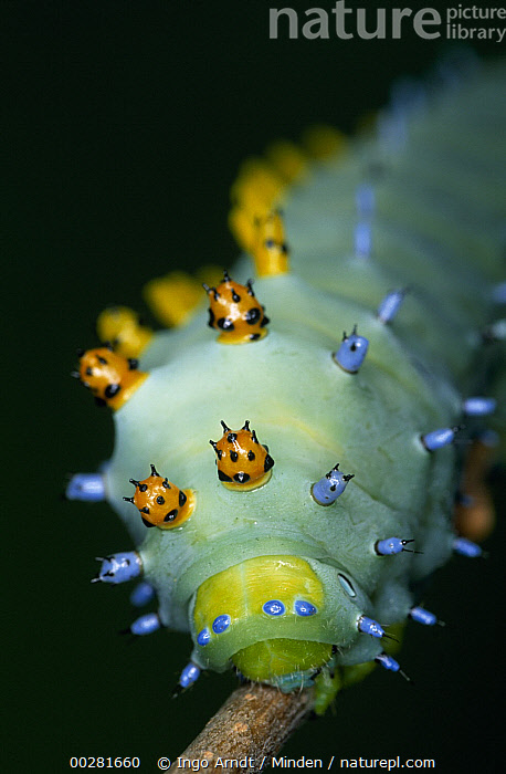 Stock photo of Cecropia Moth (Hyalophora cecropia) caterpillar, close