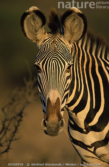 Grevy's Zebra stock photo - Minden Pictures