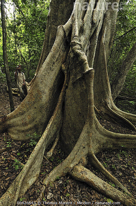 Stock photo of Giant Strangler Fig (Ficus aurea) buttress roots 