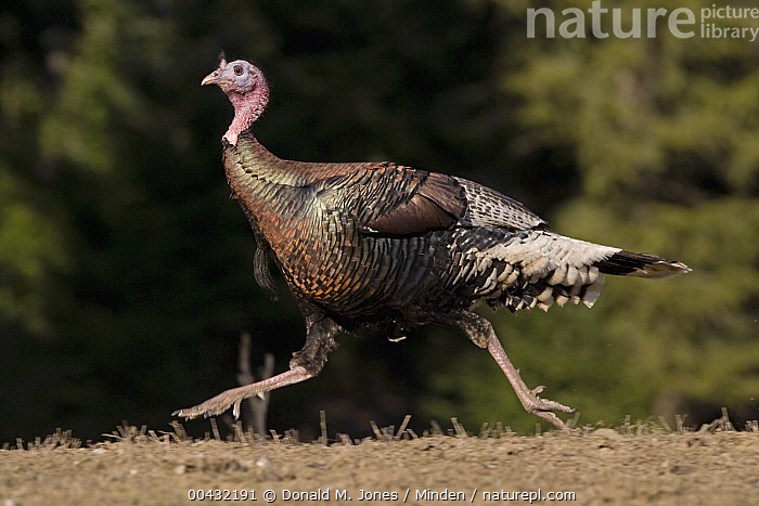 Wild Turkey Running Wild Turkey Running Across Road Stock Photo