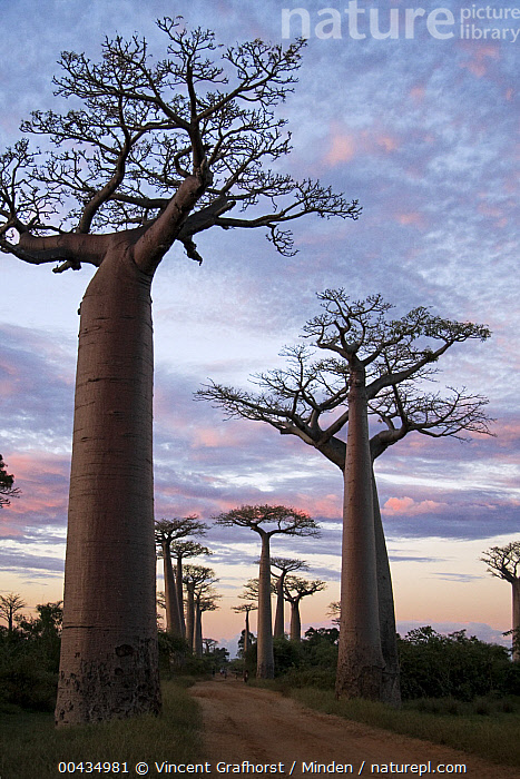 Stock photo of Grandidier's Baobab (Adansonia grandidieri) trees in ...