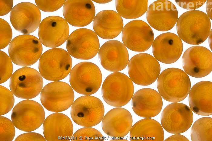 Stock photo of Brown Trout (Salmo trutta) eggs, fish already visible ...