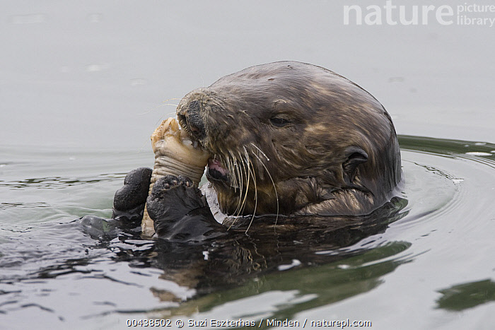 Stock photo of Sea Otter (Enhydra lutris) feeding on Fat Innkeeper Worm ...