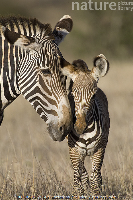 Zebra stock photo - Minden Pictures