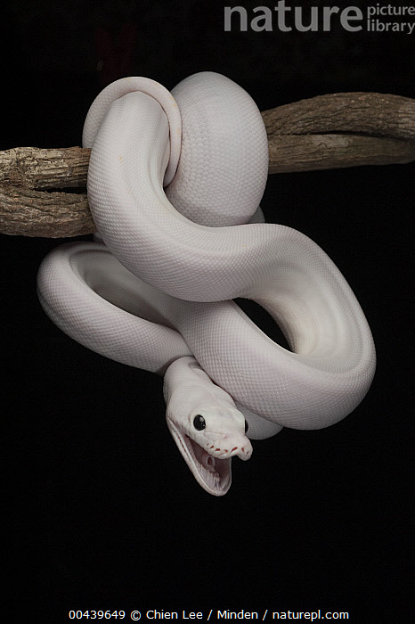 Python Reticulatus Lucy Stock photo of Reticulated Python (Python reticulatus), leucistic ...