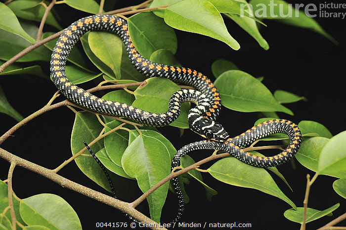 Stock photo of Paradise Tree Snake (Chrysopelea paradisi), Kuching