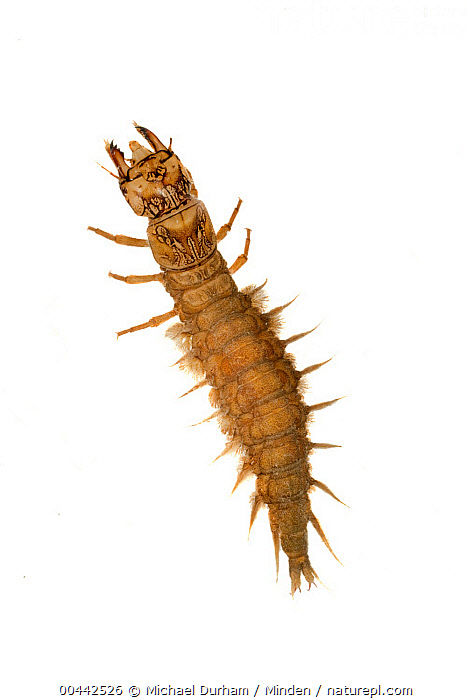 Stock photo of Dobsonfly (Corydalus cornutus) larva, also called a  hellgrammite…. Available for sale on