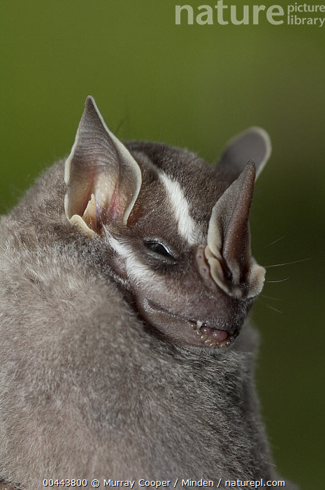 Stock photo of Leaf-nosed Bat (Phyllostomidae), Amazon, Ecuador ...