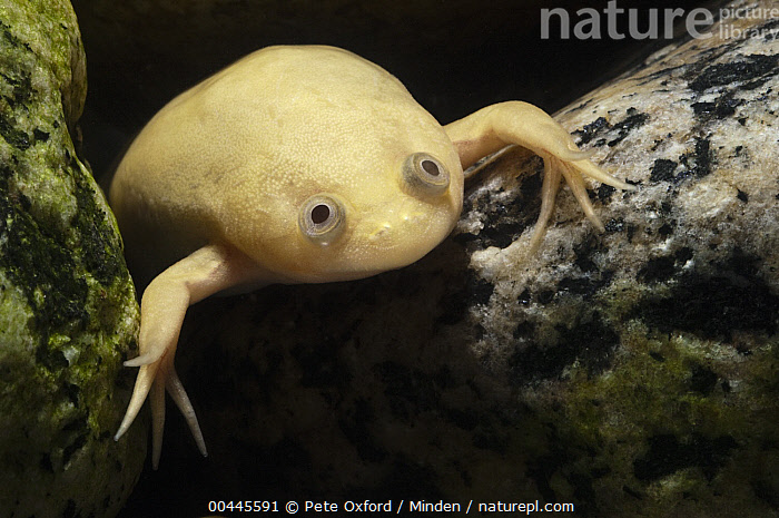 African Clawed Frog (Xenopus laevis) 