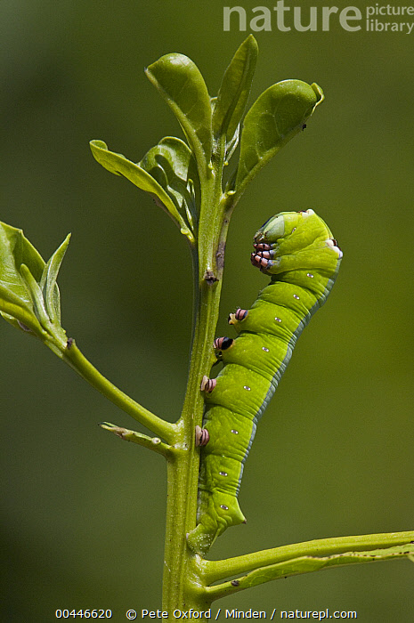 Stock photo of Ello Sphinx Moth Erinnyis ello caterpillar on