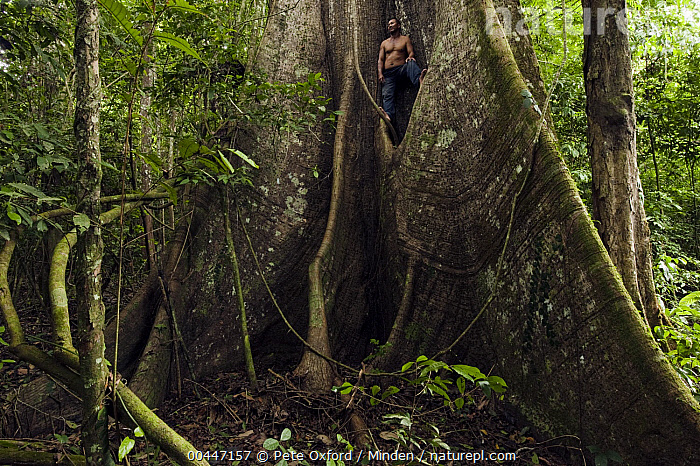 【THEAIRTOWN】central tree cotton pt Stock photo of Silk Cotton Tree (Ceiba pentandra) buttress
