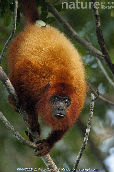Stock photo of Guianan Red Howler Monkey (Alouatta macconnelli), Guyana ...