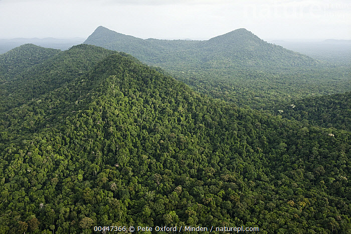 Stock Photo Of Rainforest And Kanuku Mountains, Upper Takutu-Upper ...