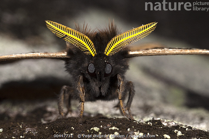 Stock photo of Saturniid Moth (Saturniidae), Mindo Cloud Forest ...