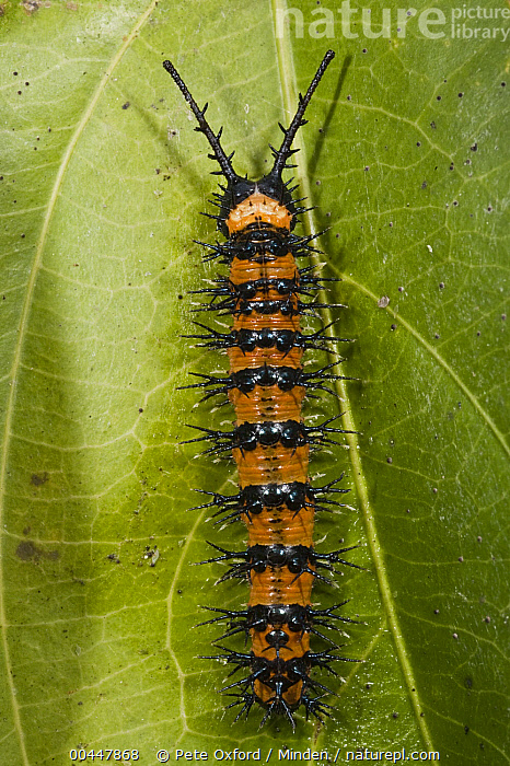 Stock photo of Saturniid Moth (Saturniidae) caterpillar exhibiting ...