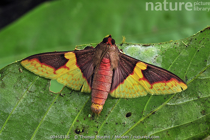 Stock photo of Saturniid Moth (Saturniidae), Gunung Leuser National ...
