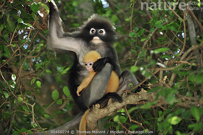 Stock photo of Dusky leaf monkey (Trachypithecus obscurus) baby on a branch  . Khao Sam…. Available for sale on