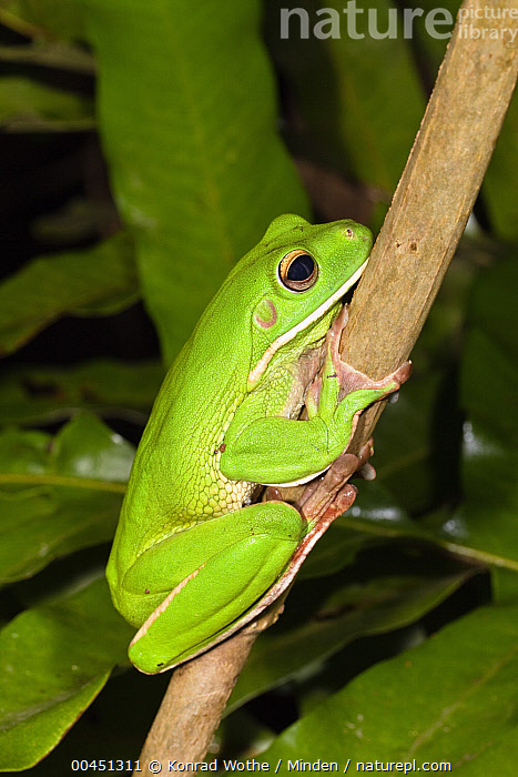 Labed Tree Frog Stock photo of White-lipped Tree Frog (Litoria infrafrenata), Iron ...